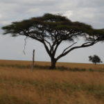 Acacia on the Serengeti Tanzania 2018