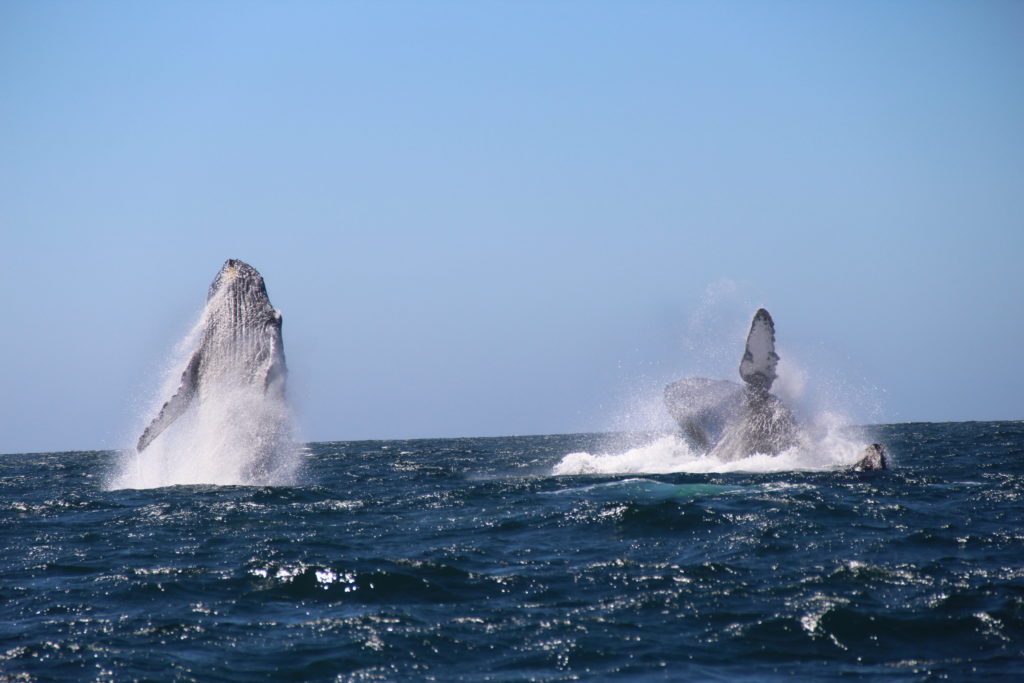 Humpbacked Whales