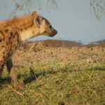 Hyena in Zambia